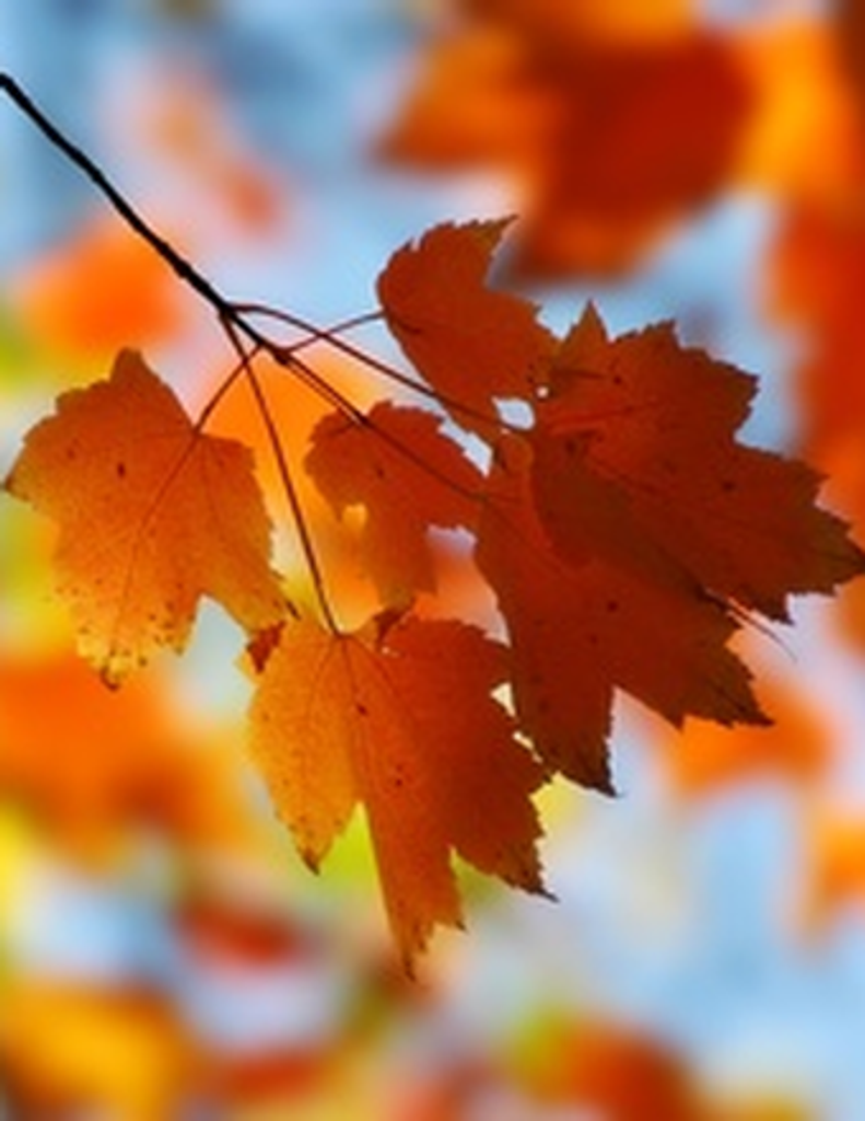 Douglas Mcarthur Davis