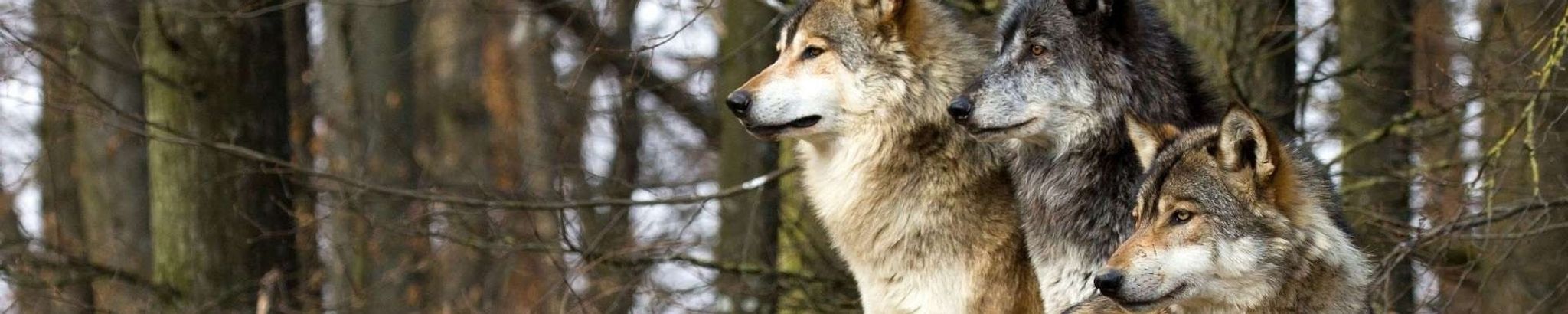 Cover for Anthony "Tony" J. Russo's Obituary