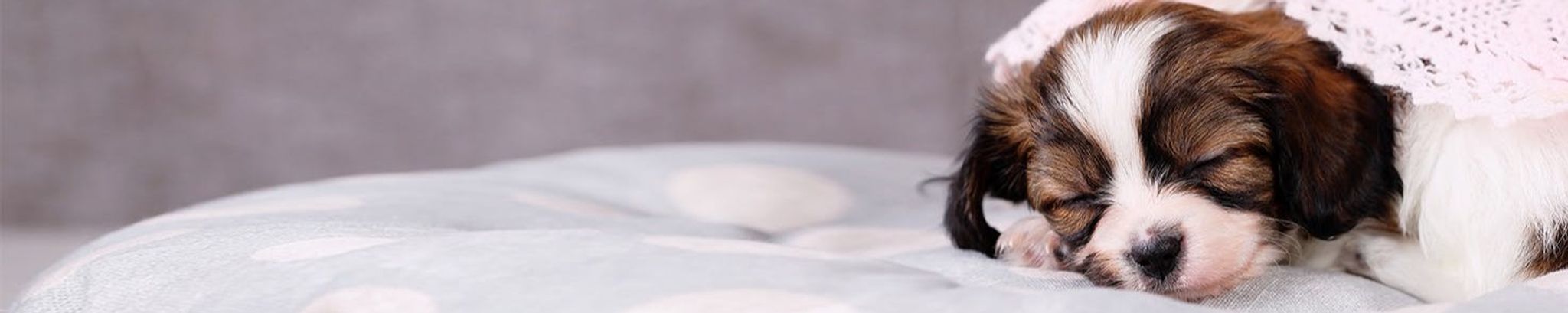 Cover for Phyllis Hafer's Obituary