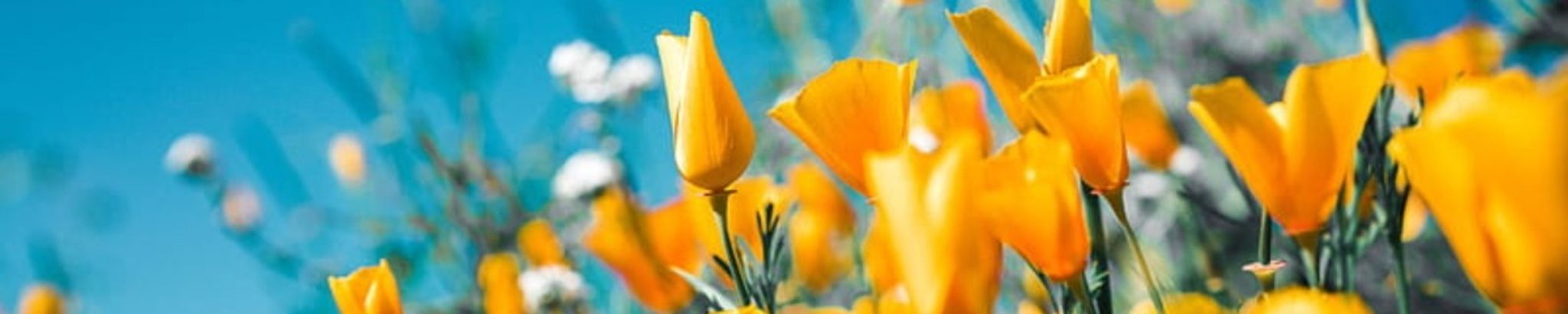 Cover photo for Irene Quail's Obituary