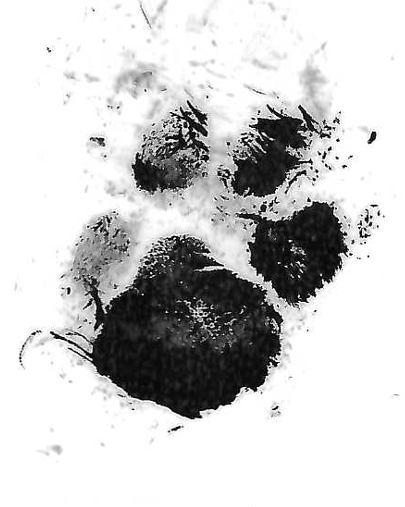 Fluffy Purser Profile Photo