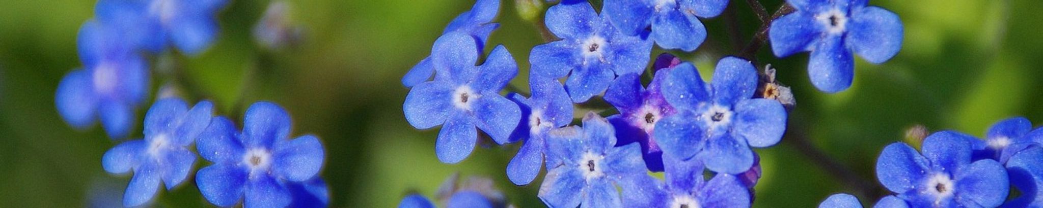 Cover for Patrecia Jane Moore's Obituary