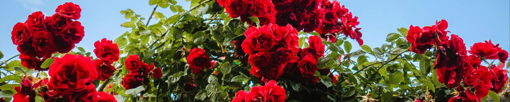 Cover for Tracy Merlene Swanson's Obituary