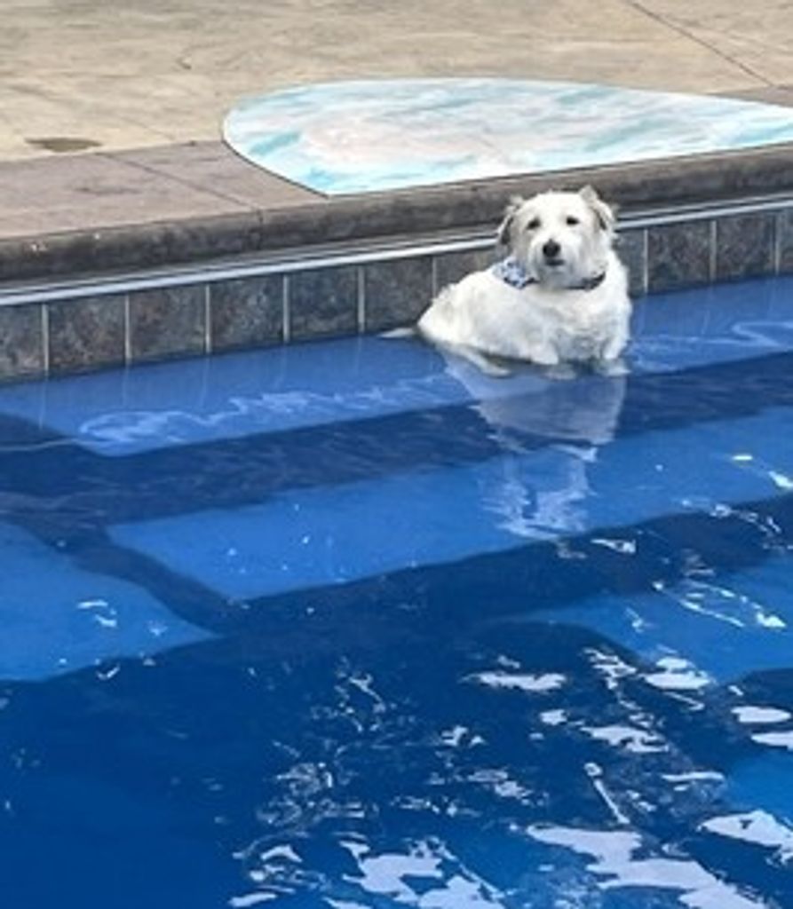 Mr. Bigglesworth  Fowler Profile Photo