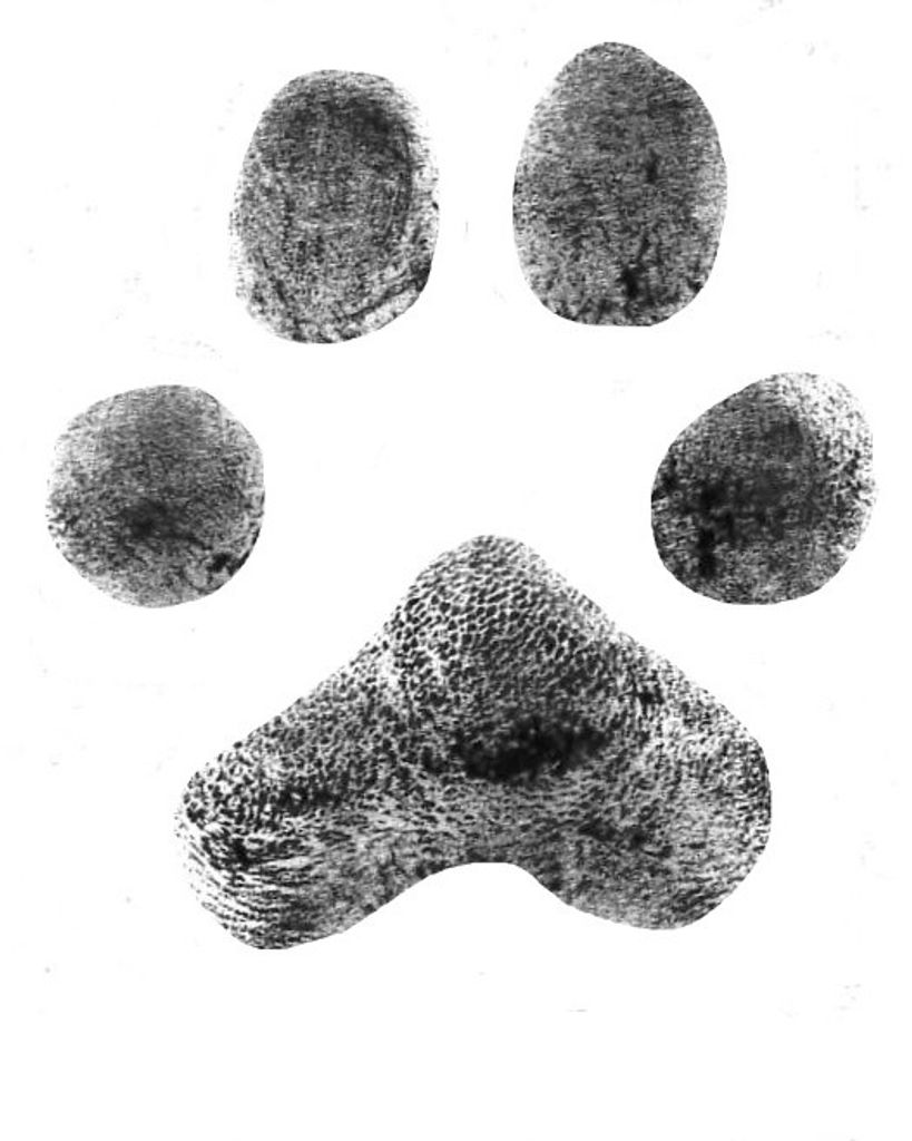 Manny Wallace Profile Photo