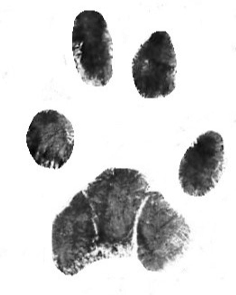 Hobbs Hanlon Profile Photo