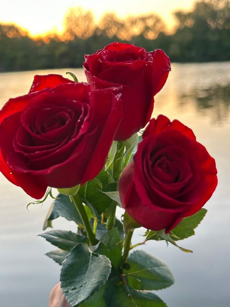 Patricia A Hylan Profile Photo