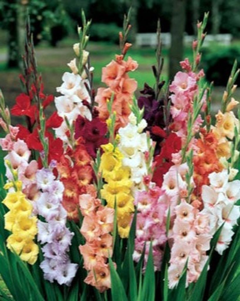 Catherine Ava Balaberda