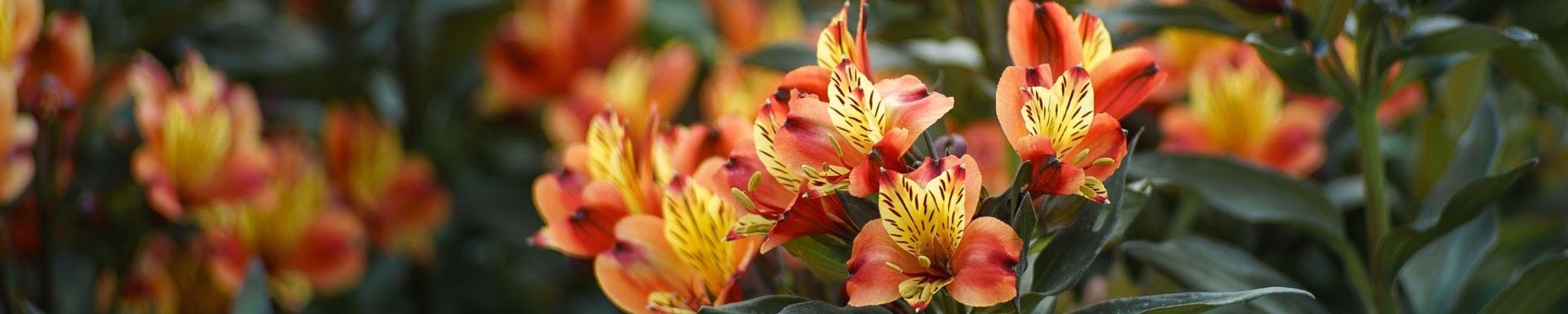 Cover for Margaret A. Hedlund's Obituary