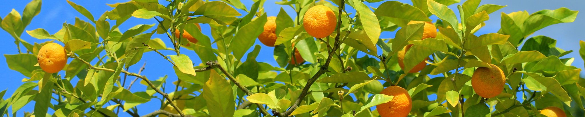 Cover for Roger Ellis Young's Obituary