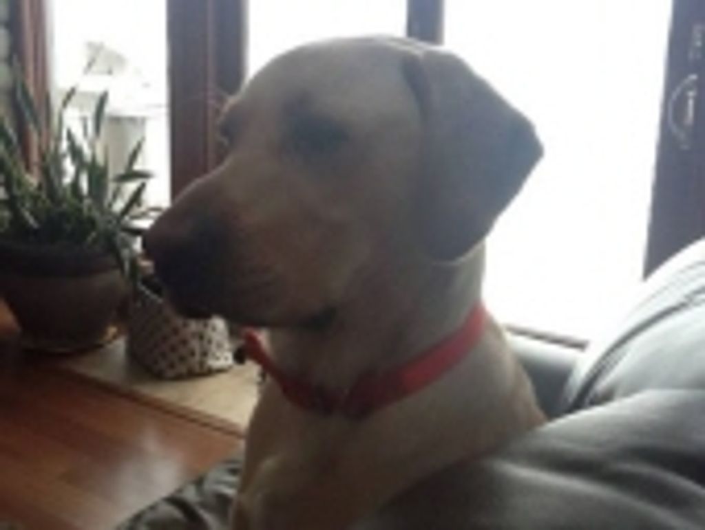 Diesel Eklund Profile Photo