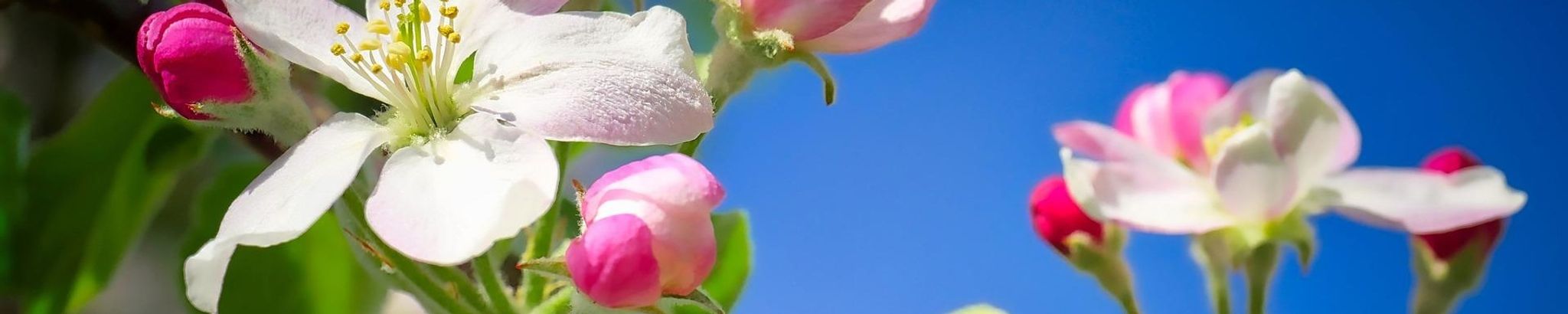 Cover photo for Doris Marie Pruett Stevens's Obituary