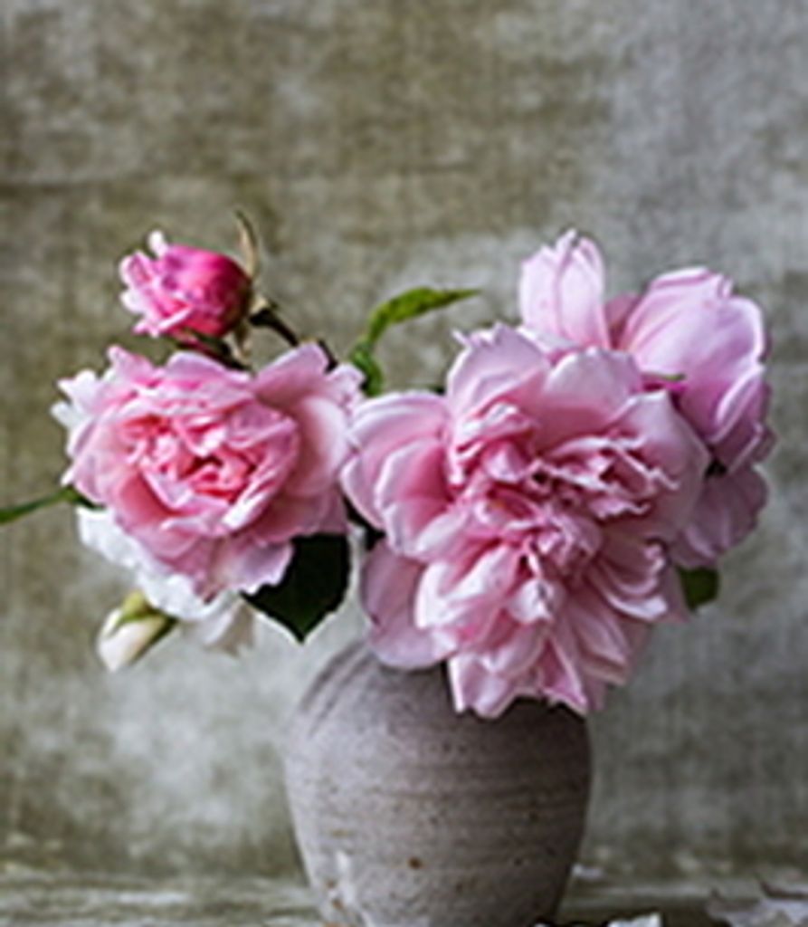 Jacqueline Caccioppo