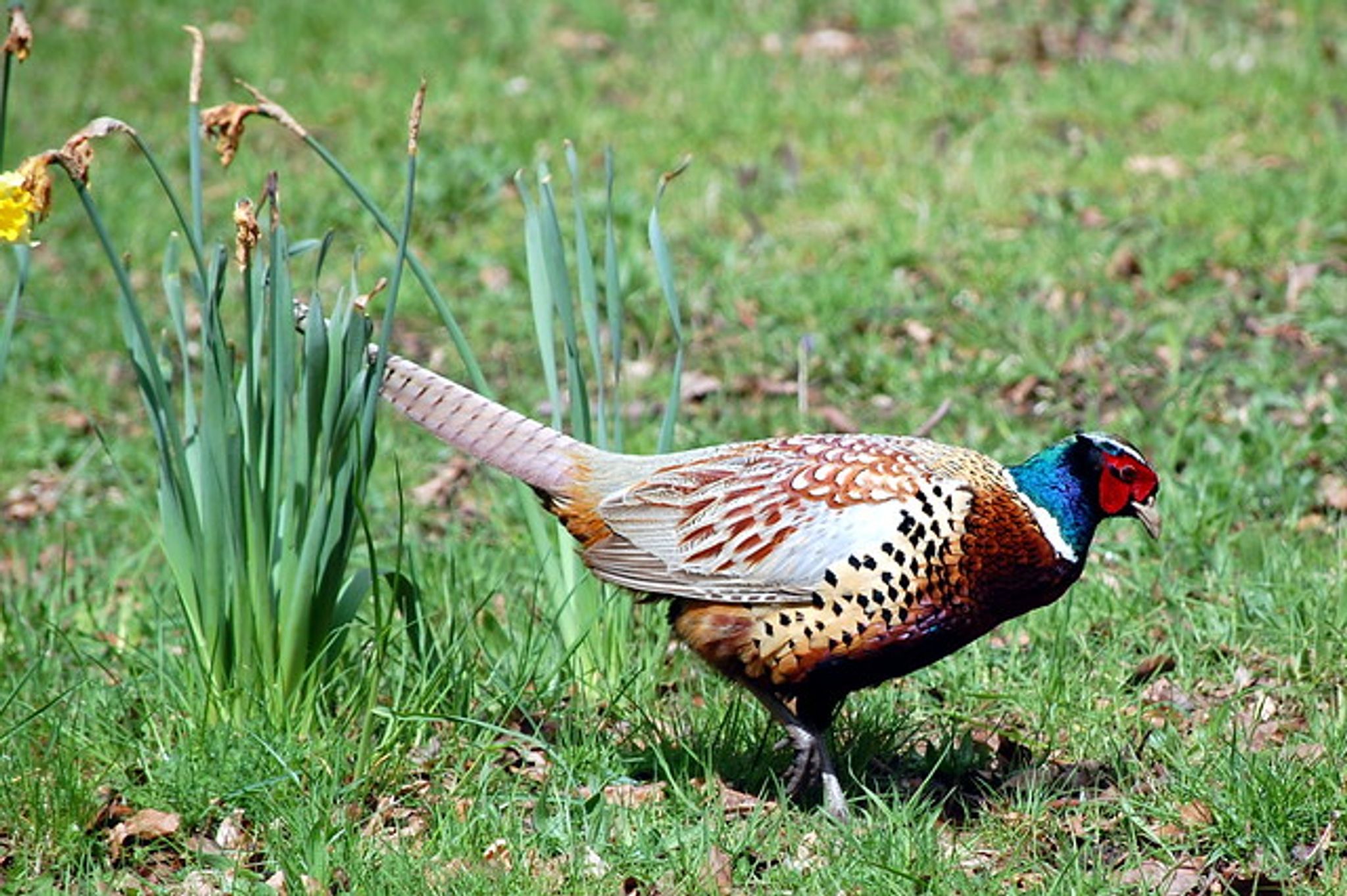 Cover for Frederick "Fred" Paul Bleck's Obituary