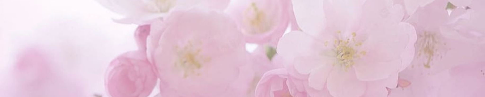 Cover photo for Yolande Plourde's Obituary