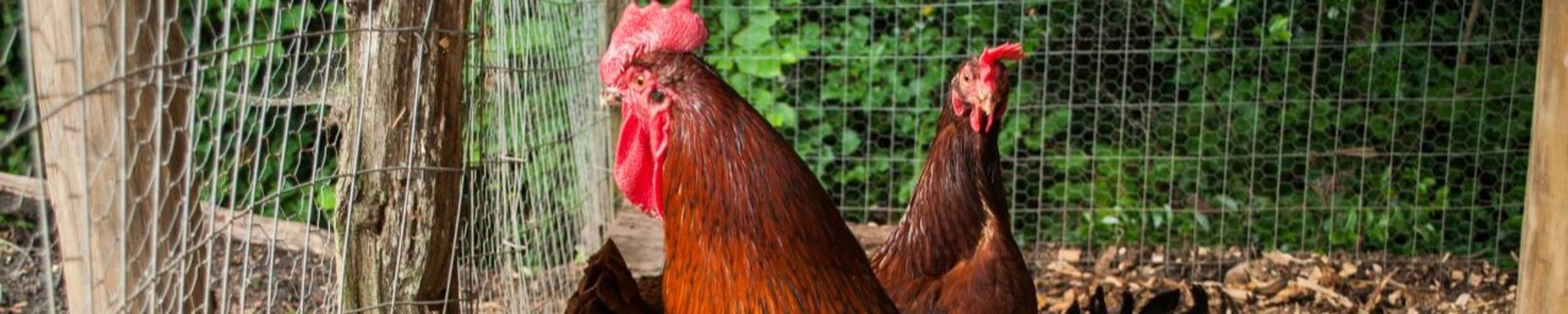 Cover for Nathian E Bailey's Obituary