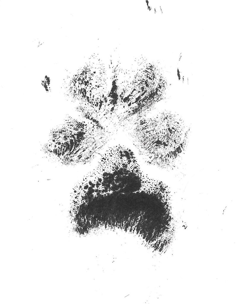 Lil' Ann Gray Profile Photo
