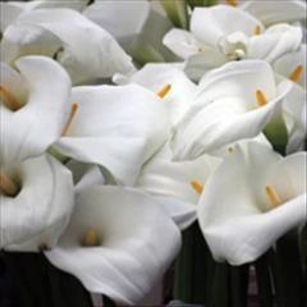 Mary Margaret Brewer