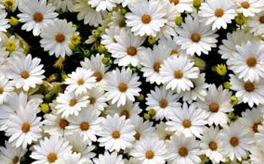 Shirley Ann Moss