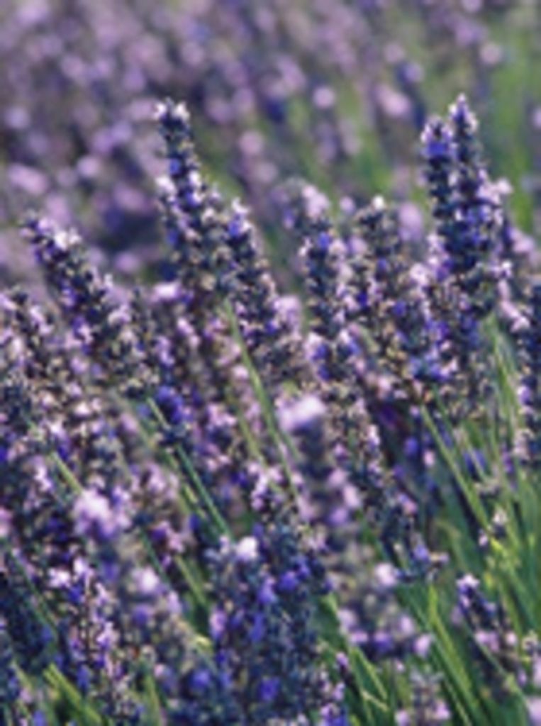 Robert Victor Moller Dr.