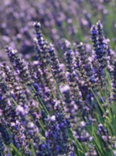 Gary Wayne Sewell Profile Photo