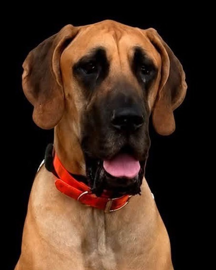 Rufus Profile Photo