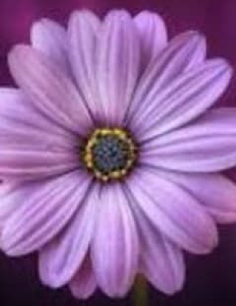 Mary Alane Abernathy Thompson Profile Photo