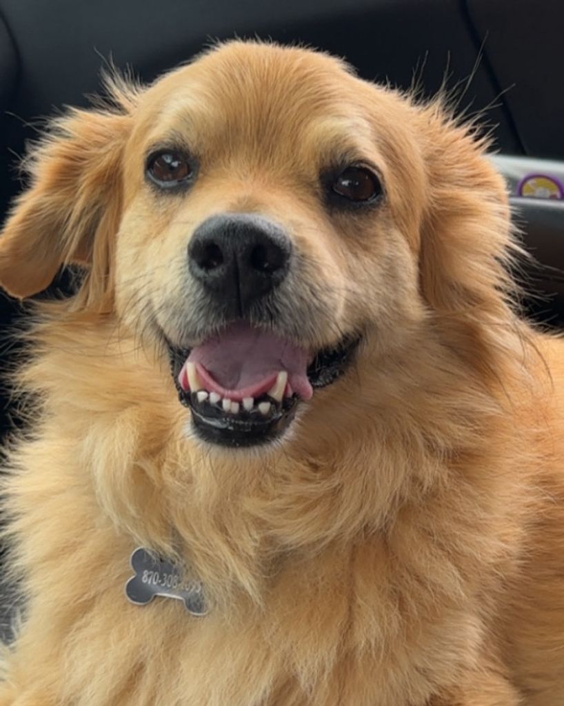 Harvey Harris Profile Photo