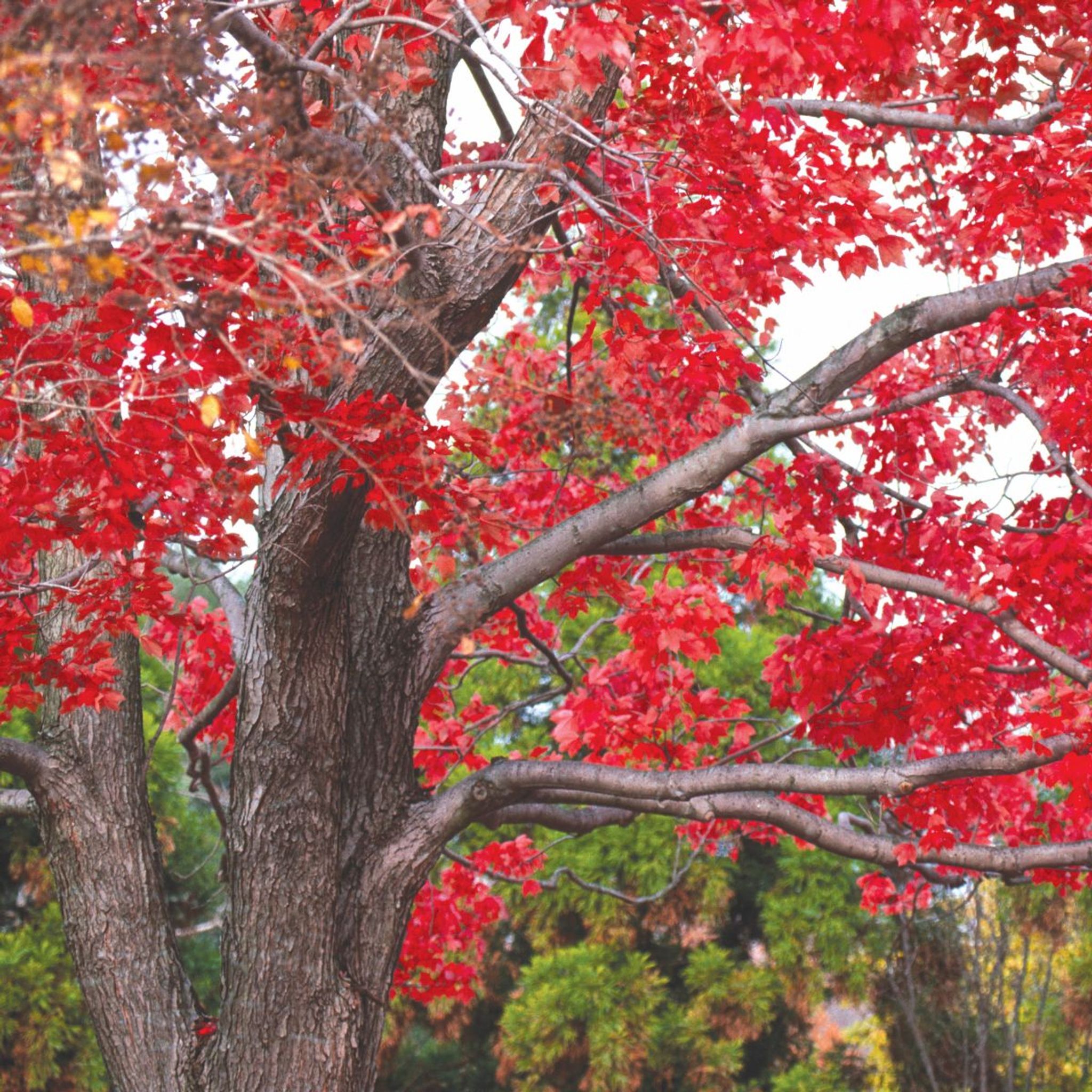 Cover for Margaret Ann Baker's Obituary