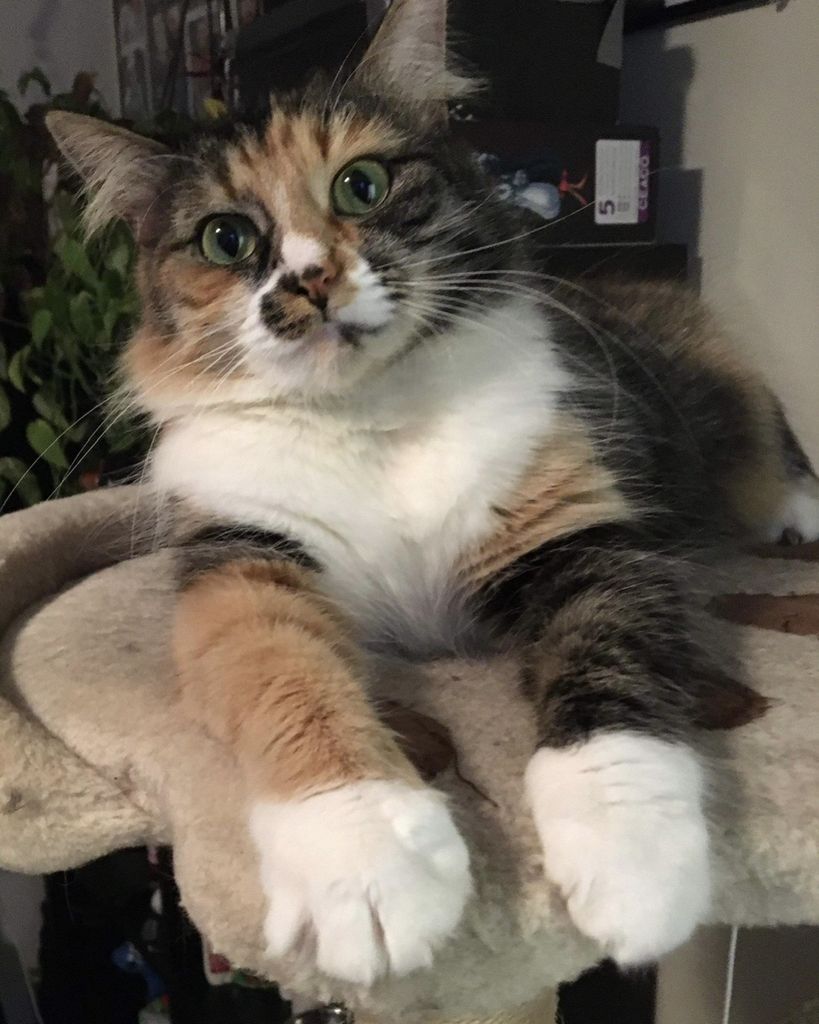 Grim Lyn Ropp Profile Photo