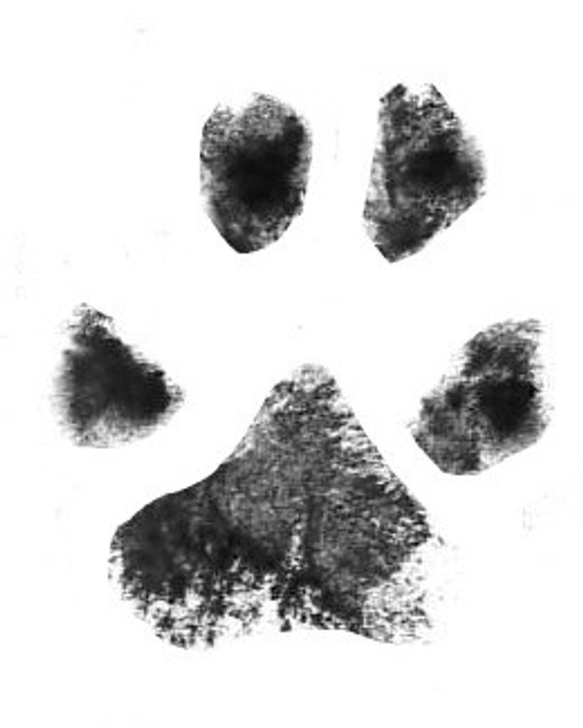 Cheetah Reiter Profile Photo