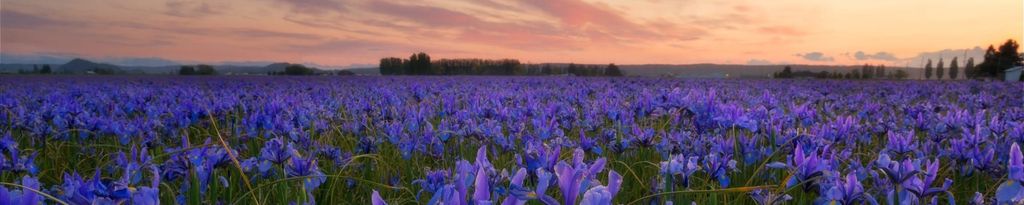 Cover photo for Lucia Martinez-Vasquez's Obituary