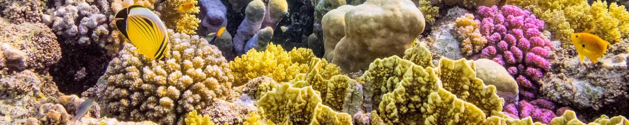 Cover for Garriet Wade Smith's Obituary