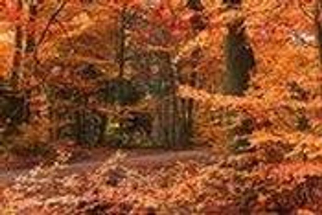 Albert "Junior" Zeit