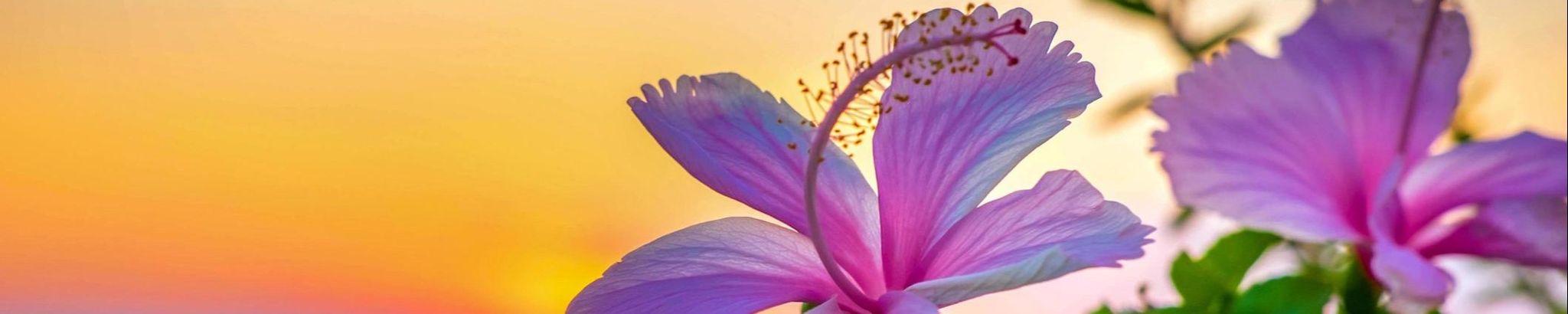 Cover photo for Dottie A. Meyer's Obituary