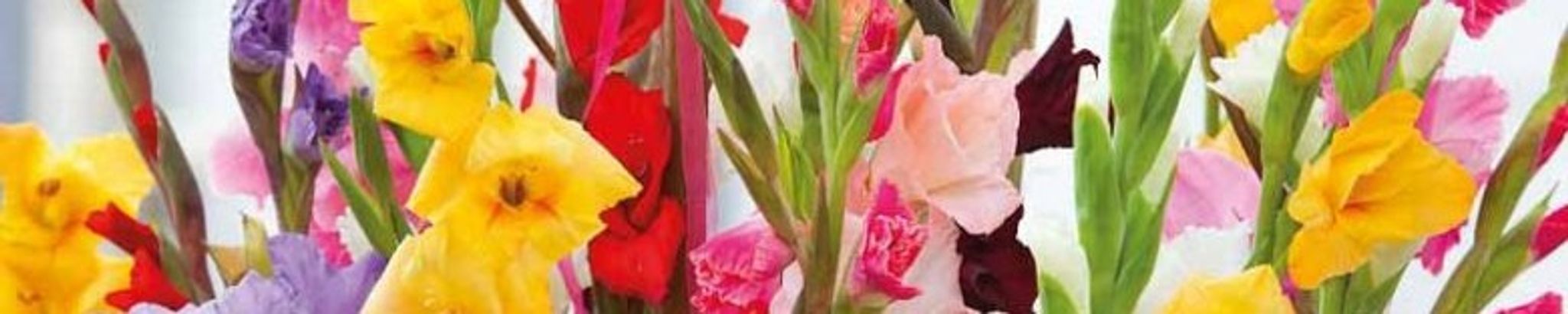 Cover photo for Dorothy Mary Greenwood Hall's Obituary