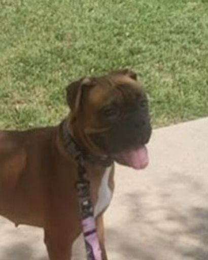 Brownie ?'s obituary image