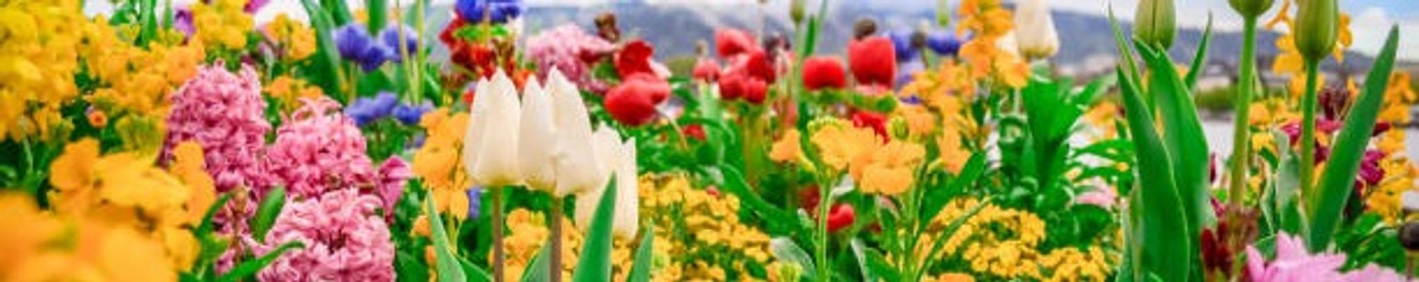 Cover for JoAnn Stein's Obituary