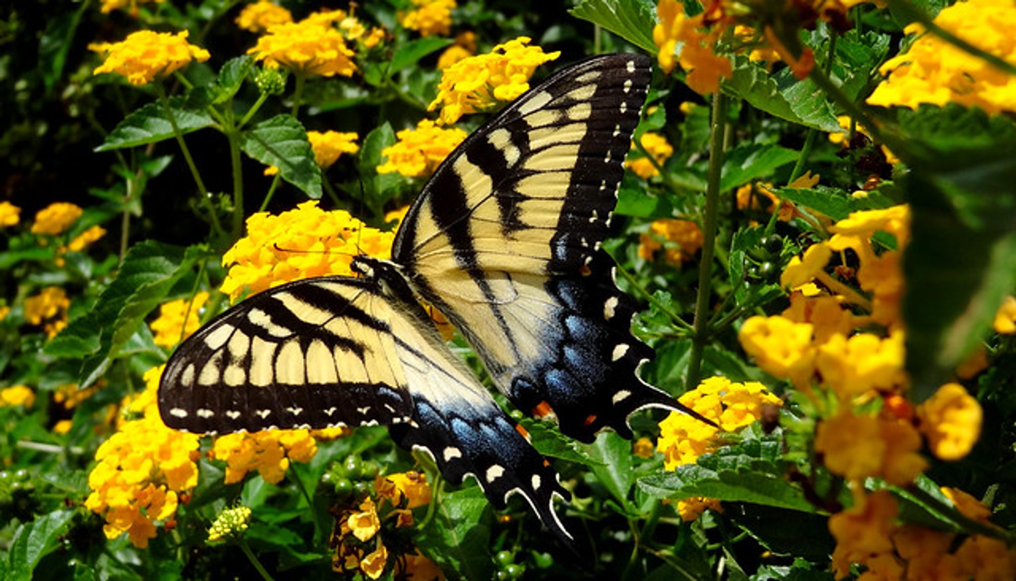 Cover photo for Cynthia L. Ryan's Obituary