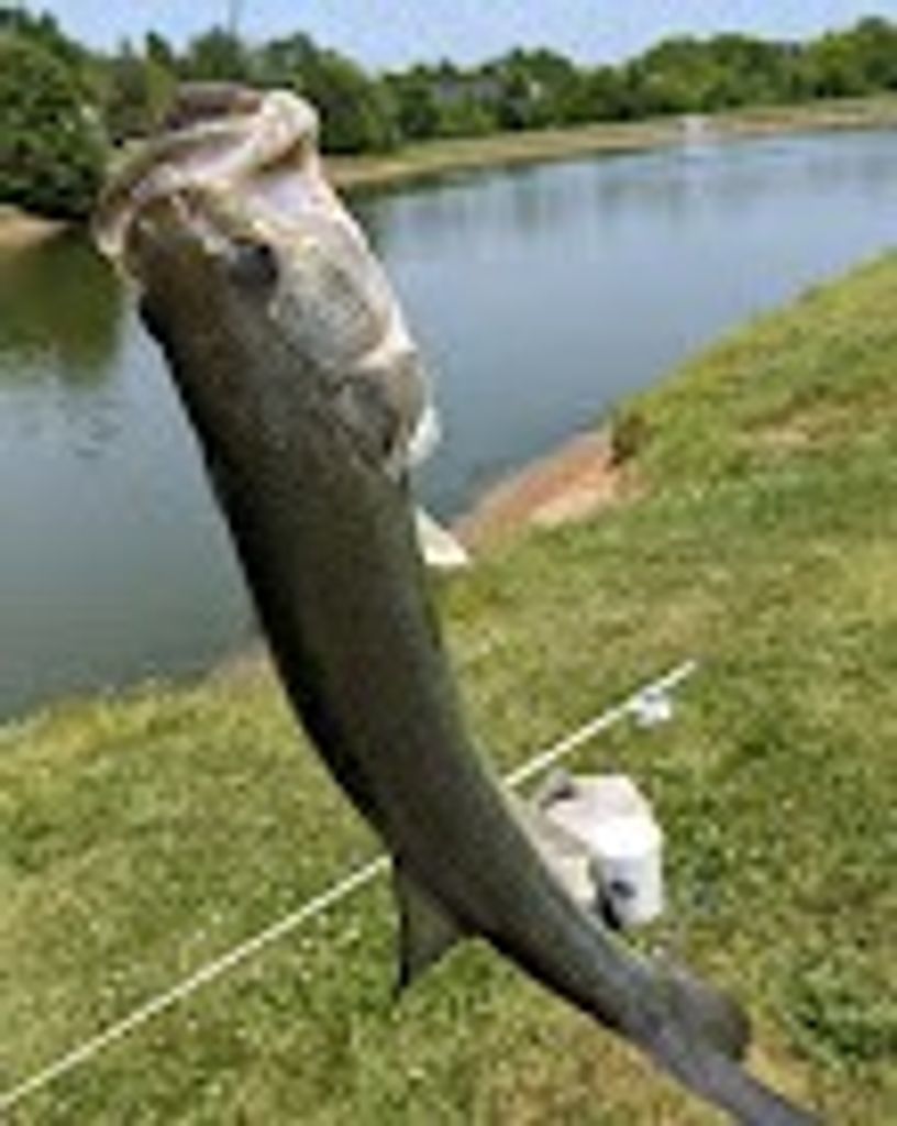 Wiley Thomas Jackson Profile Photo