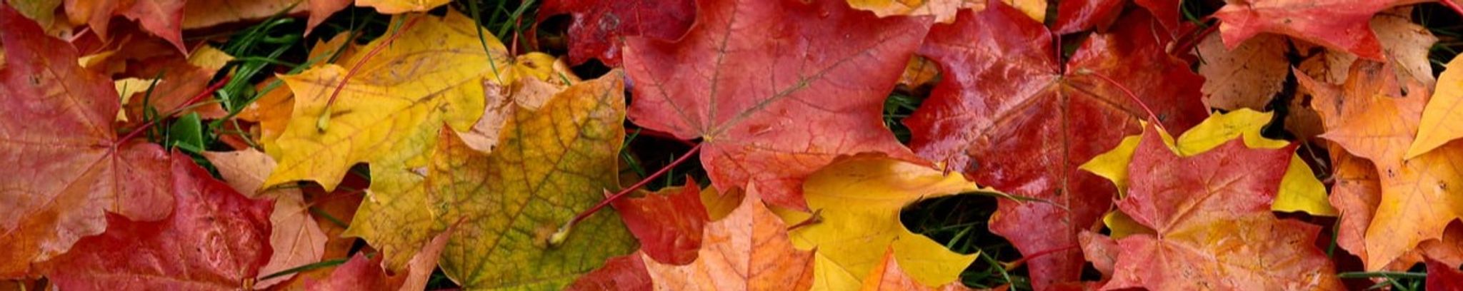 Cover photo for Beverly Steinberger's Obituary