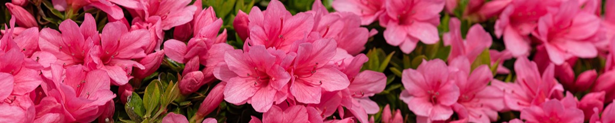Cover photo for Vicki Sliger's Obituary