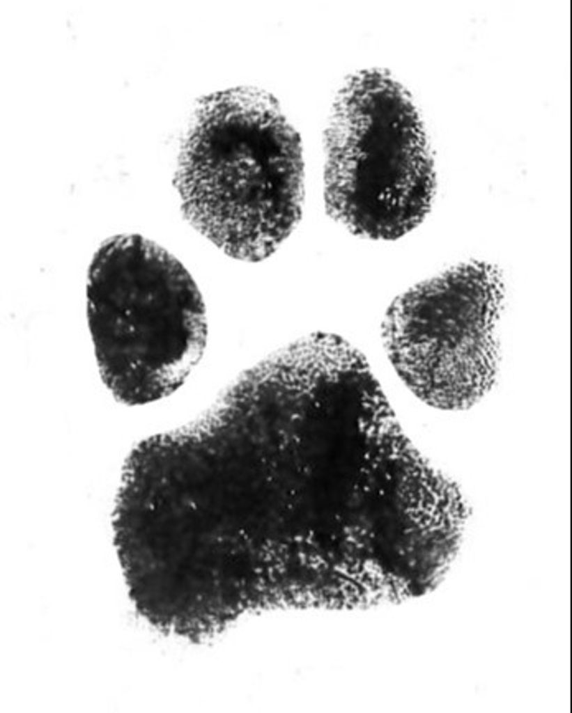 Milo Goble Profile Photo