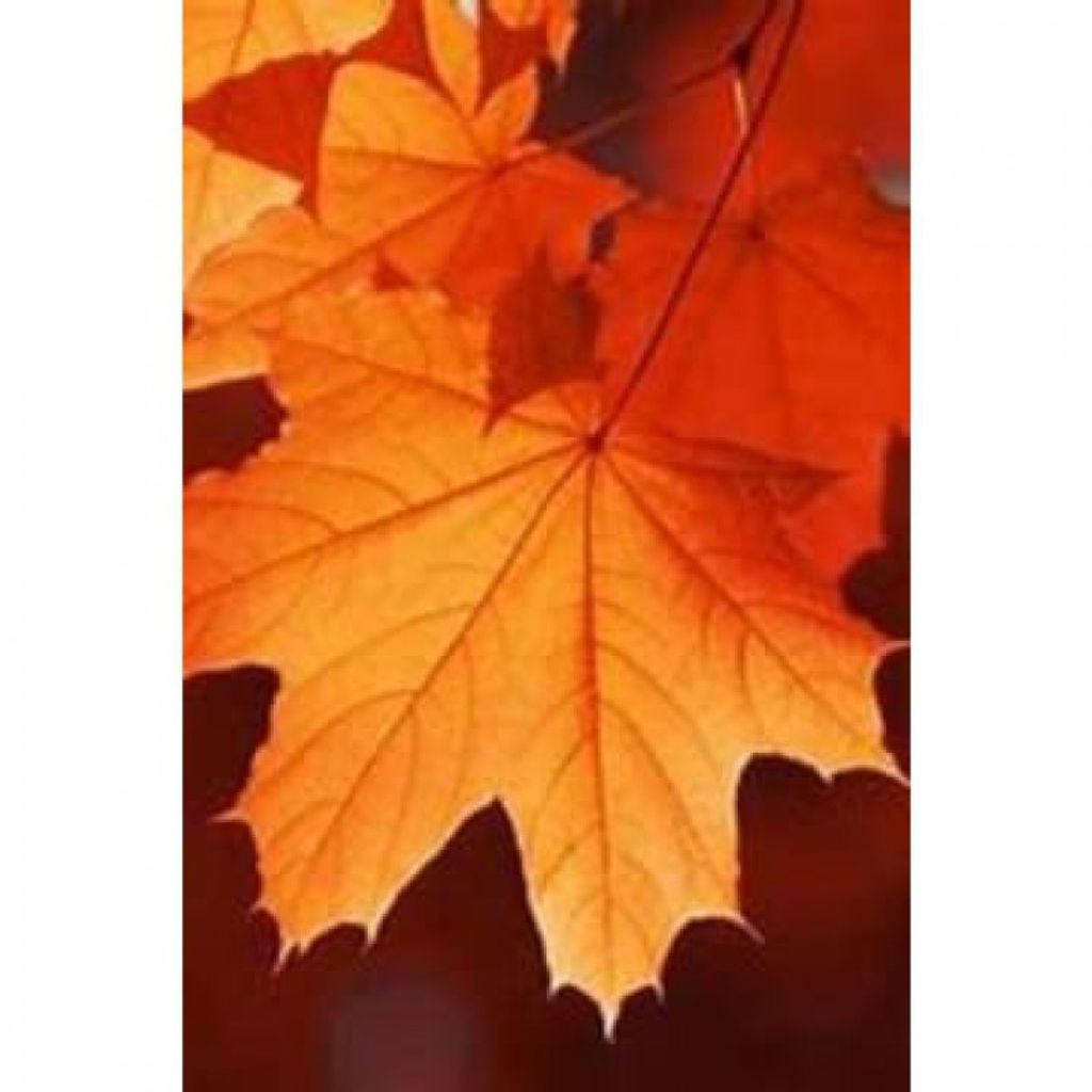 Donna Marie Palita Profile Photo