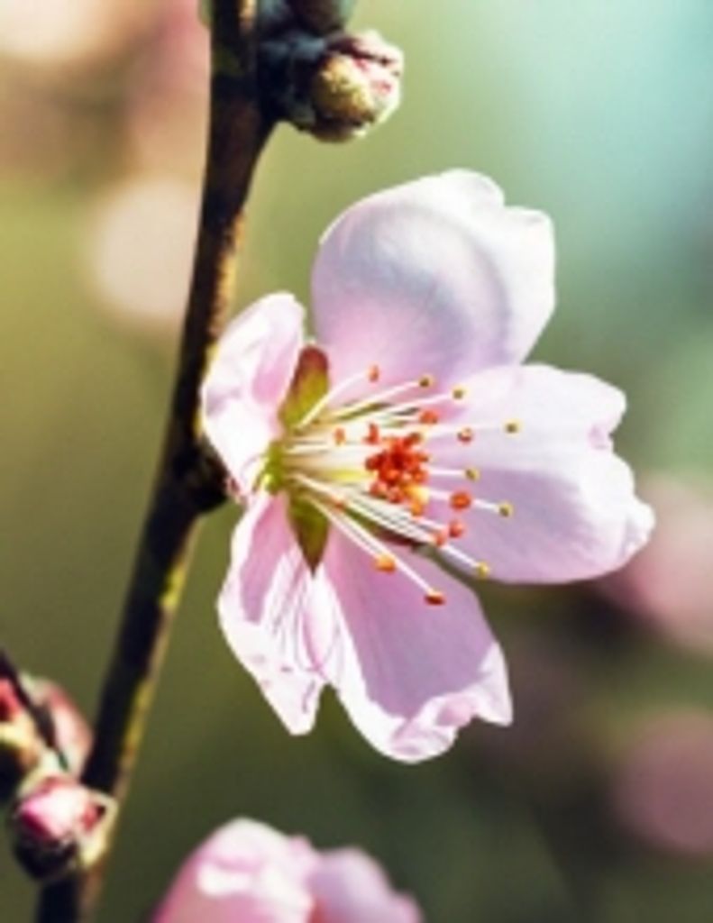 Dorothy "Dottie" Silsby Bixby Profile Photo