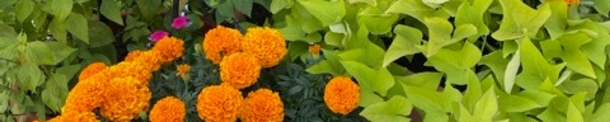 Cover photo for Patricia Ellen Avellano's Obituary