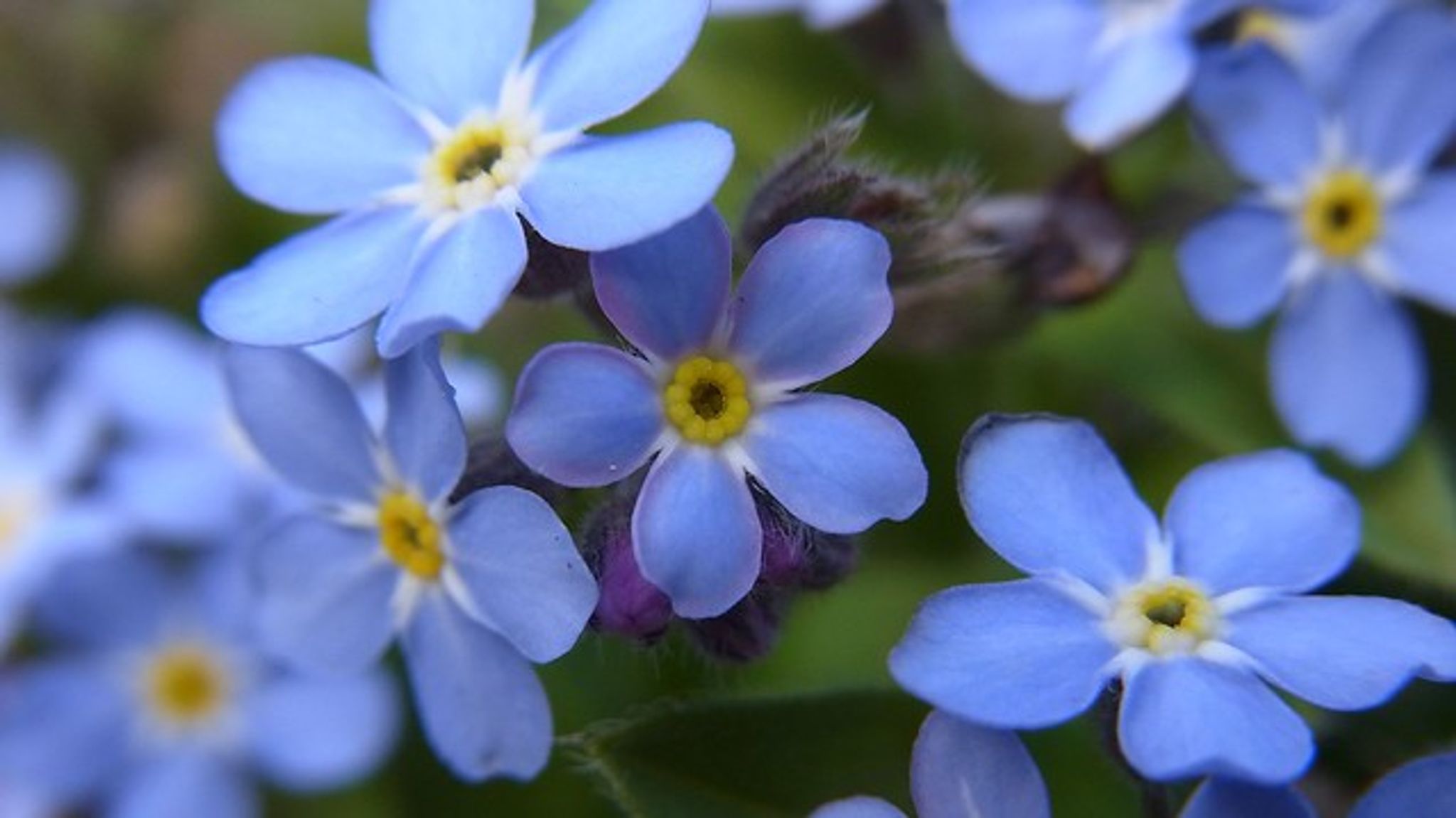 Cover for Jane Elizabeth Blattner's Obituary