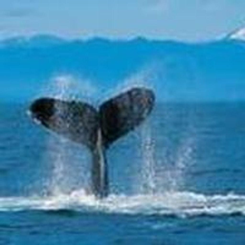 Wesley  F. Shears  Jr.