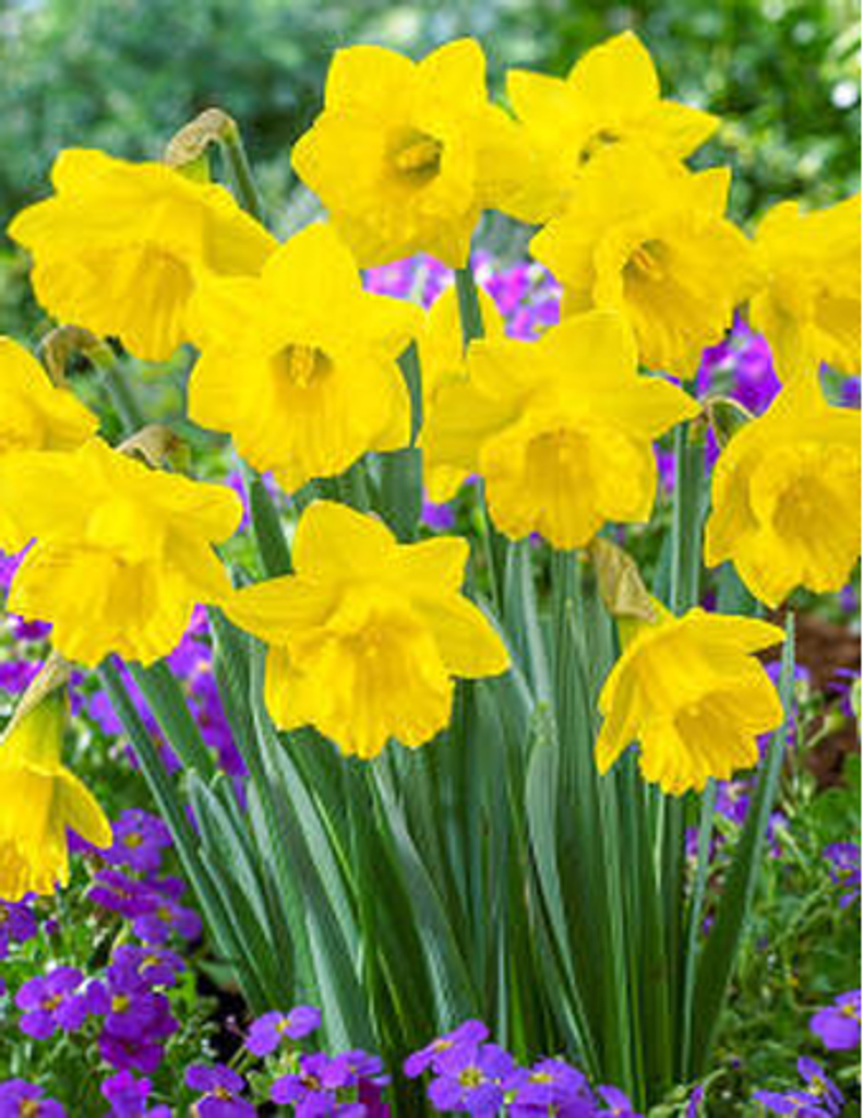 Helen Wardwell Profile Photo