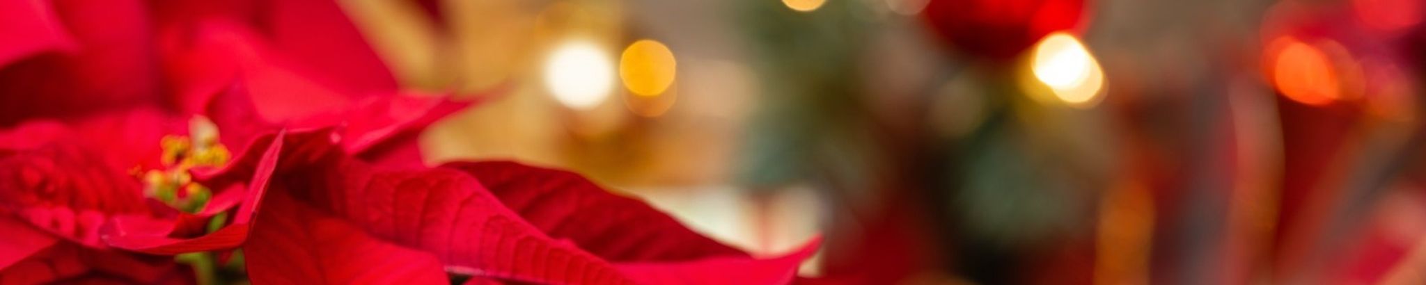 Cover for Melissa L. Kunkle's Obituary